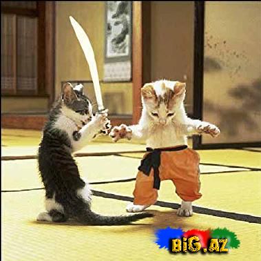 Maraqlı Şəkillər